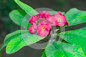 Close up of Euphorbia mili flowers in bloom