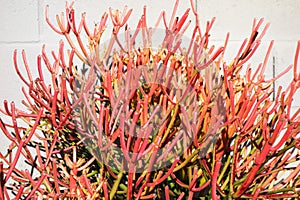 Close up of Euphorbia Tirucalli Succulent (Sticks on Fire