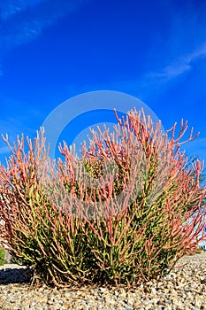 Close up of Euphorbia Tirucalli Succulent (Sticks on Fire