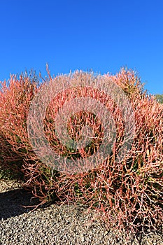 Close up of Euphorbia Tirucalli Succulent (Sticks on Fire