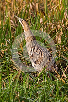 Close-up eurasian bittern botaurus stellaris walking in green reed grass