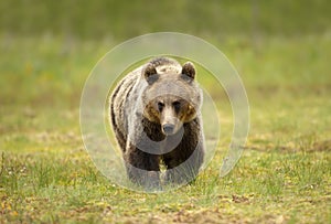 Close up of Eurasian Brown bear crossing a swamp