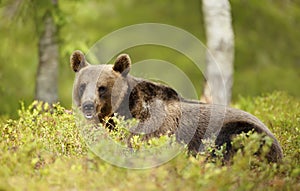 Close up of Eurasian Brown bear in forest
