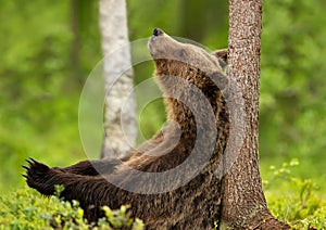 Eurasian Brown bear leaning against a tree in forest