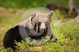 Close up of an Eurasian brown bear scratching its head