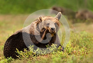 Close up of an Eurasian Brown bear scratching its head