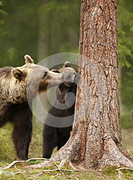 Close up of an Eurasian brown bear watching her playful cub trying to climb a tree