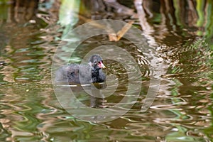 Close up of Eurasian common moorhen Gallinula chloropus