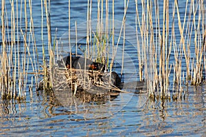 Close up of a eurasian coot nest with adults feeding their small chicks, Fulica atra or BlÃÂ¤sshuhn