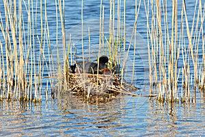 Close up of a eurasian coot nest with adults feeding their small chicks, Fulica atra or BlÃÂ¤sshuhn