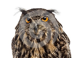 Close-up of an Eurasian eagle-owl (Bubo bubo)