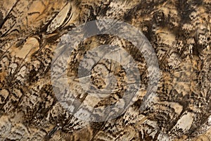 Close up of Eurasian Eagle-Owl, Bubo bubo