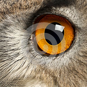 Close up of Eurasian Eagle-Owl, Bubo bubo