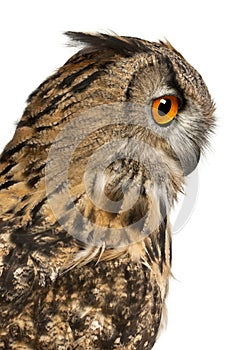 Close up of Eurasian Eagle-Owl, Bubo bubo