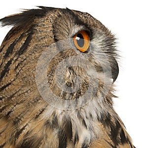 Close up of Eurasian Eagle-Owl, Bubo bubo