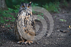 Close up of the Eurasian Eagle owl head.