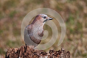 Close-up of an Eurasian Jay