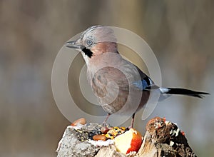 Close-up of a Eurasian jay portrait on a blurred background.