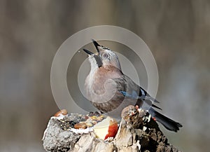 Close-up of a Eurasian jay portrait on a blurred background.