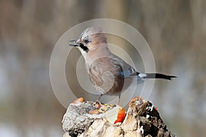 Close-up of a Eurasian jay portrait on a blurred background.