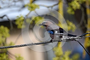Close up of an Eurasian Jay sitting on electricity line.