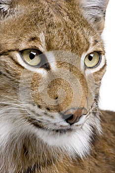 Close-up of a Eurasian Lynx's head