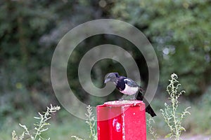 Close up of an Eurasian Magpie perched