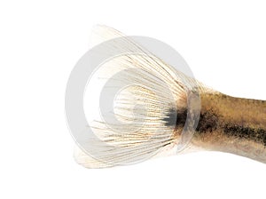 Close-up of an Eurasian minnow's caudal skin