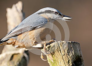 Close-up of an eurasian nuthatch Sitta europaea sitting on a weathered trunk