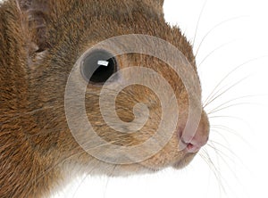 Close-up of Eurasian red squirrel