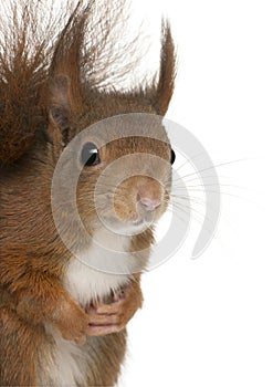Close-up of Eurasian red squirrel, Sciurus vulgaris, 4 years old