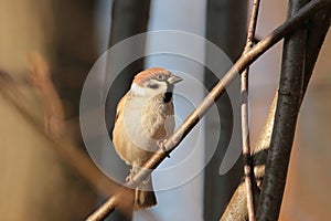 Eurasian Tree Sparrow - Passer montanus in the forest