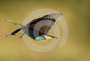 Close up of a European Bee-eater in flight
