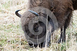 Close-up of European bison eating breakfast in a national park