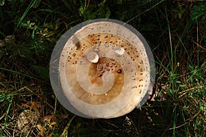 A close up of European blusher mushroom (Amanita rubescens), top view. Funny mushroom that look like a sad face with