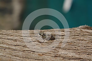 A close up of European Cicada on a  trunk of tree, blurred background. Lyristes plebejus Common Cicada, resting on the tree bark