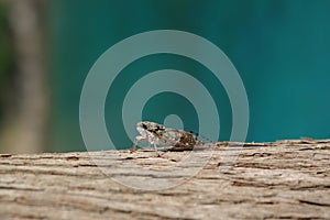 A close up of European Cicada on a trunk of tree, blurred turquoise background. Lyristes plebejus Common Cicada