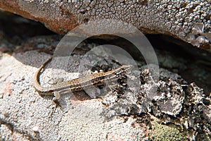 Close-up of a european common lizard on sandstone rock