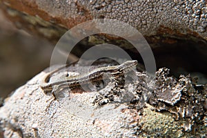 Close-up of a european common lizard on sandstone rock