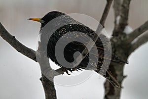 Close Up of European Common Starling on Branch - Sturnus vulgaris