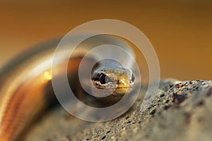 Close up of european copper skink