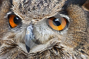 A close up of a European Eagle Owl