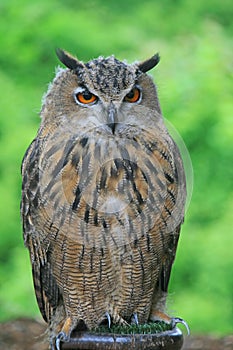 A close-up of European Eagle Owl