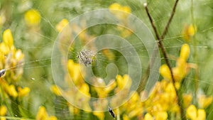 Close-up on a European garden spider, on its spider web