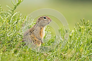 Close up of European Ground Squirrel Spermophilus citellus