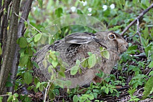 Close up of a European hare in a forest.