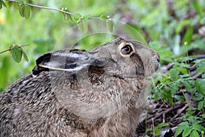 Close up of a European hare in a forest.
