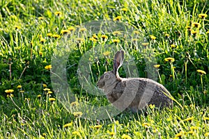 Close up of European hare in a meadow.