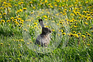 Close up of European hare in a meadow.