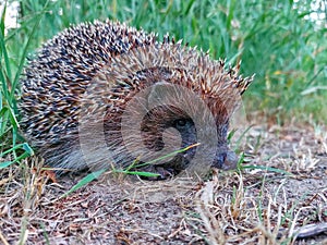 Close-up of the European hedgehog (Erinaceus europaeus) on the ground surrounded with green vegetation